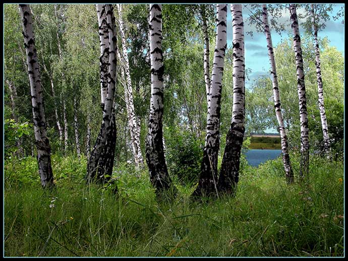 photo "***" tags: landscape, forest