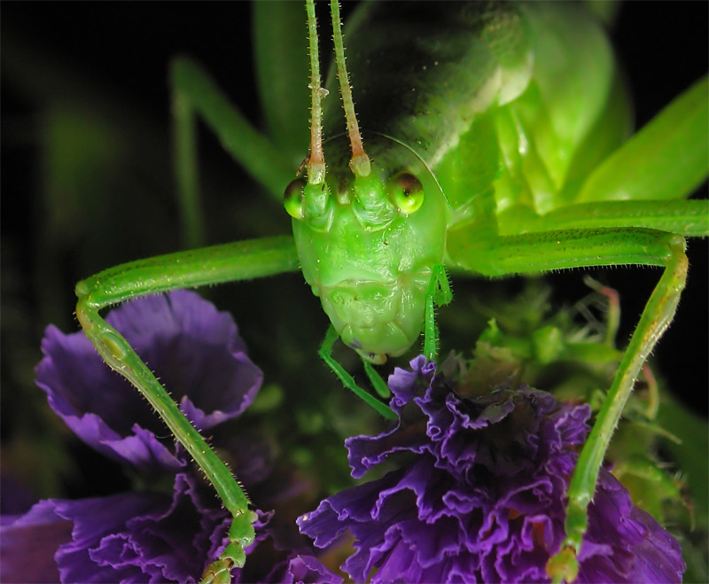 photo "***" tags: macro and close-up, 