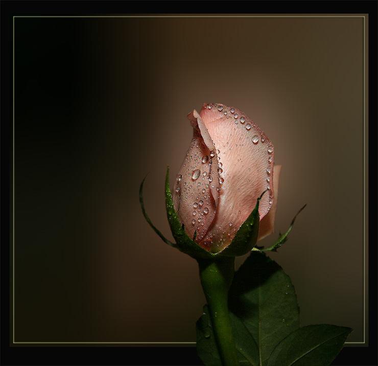 photo "Cristal Drops" tags: nature, macro and close-up, flowers