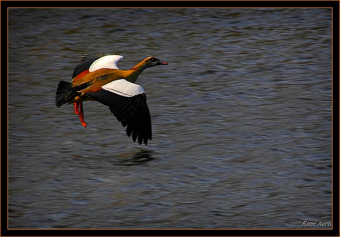 photo "flight over water" tags: nature, wild animals