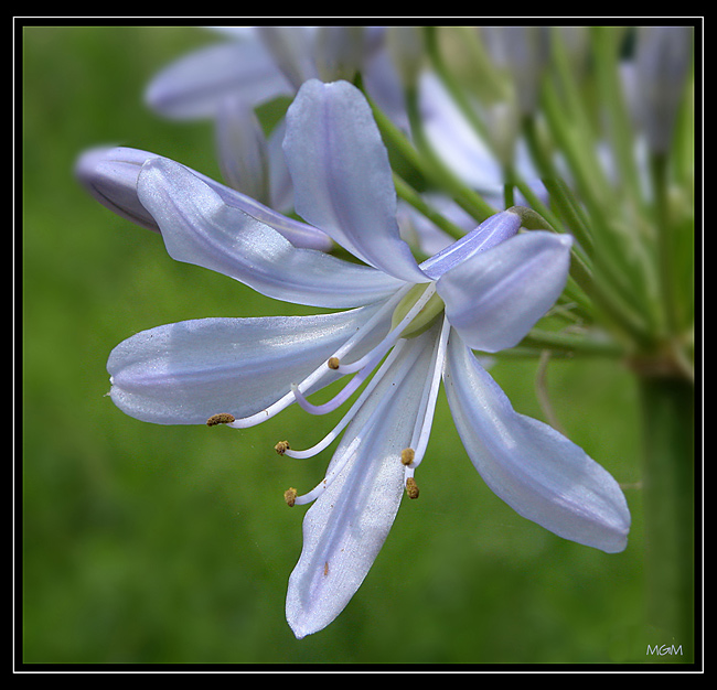 photo "Agapantha Blue" tags: macro and close-up, 