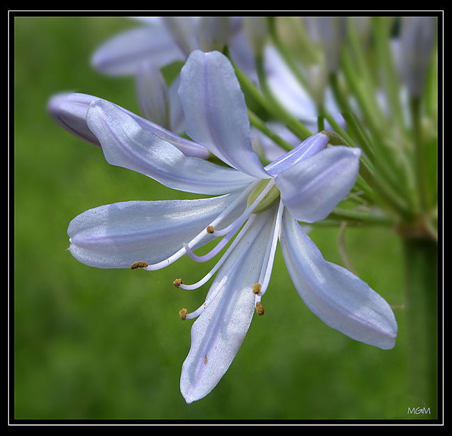 фото "Agapantha Blue" метки: макро и крупный план, 