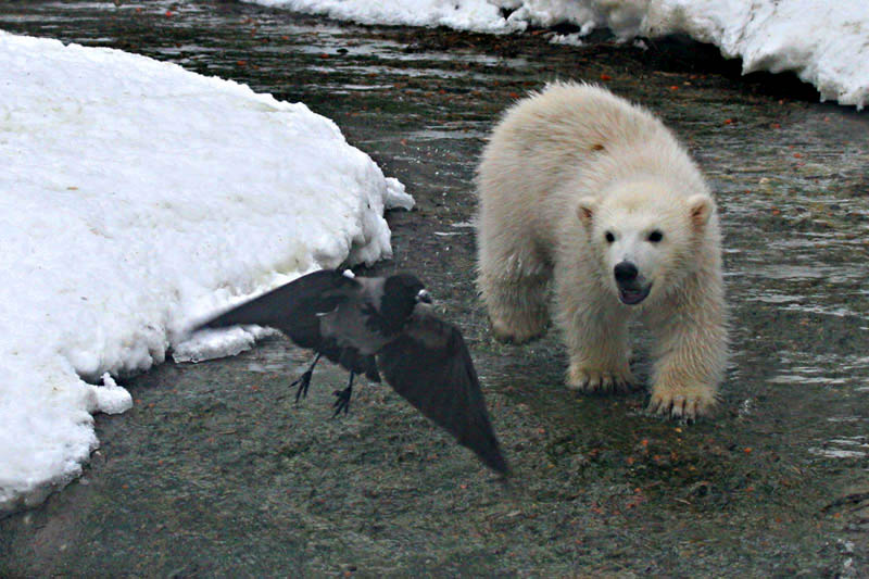 photo "guard" tags: nature, wild animals