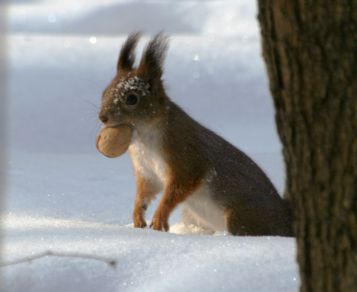 photo "Do not spy..." tags: nature, wild animals