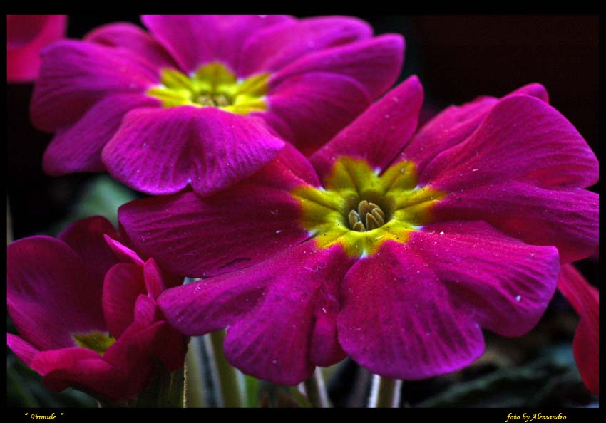 photo "primule" tags: nature, flowers