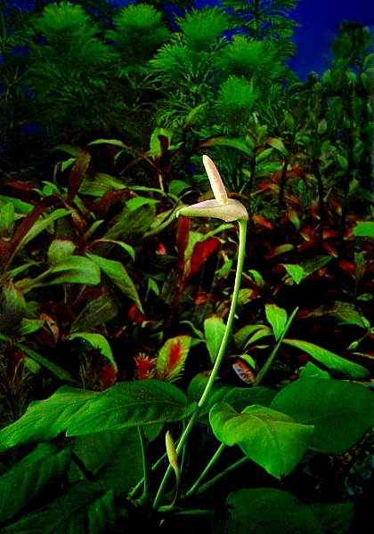 фото "принцесса подводной весны" метки: природа, макро и крупный план, цветы