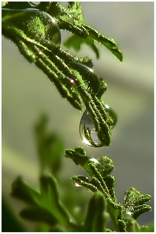 photo "Drops again" tags: macro and close-up, nature, 