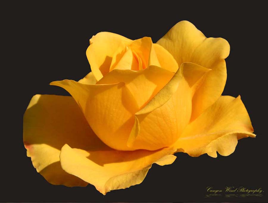 photo "' Yellow Rose of Texas "." tags: nature, macro and close-up, flowers
