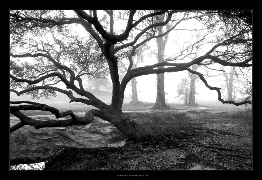 photo "Brain Structure" tags: landscape, forest