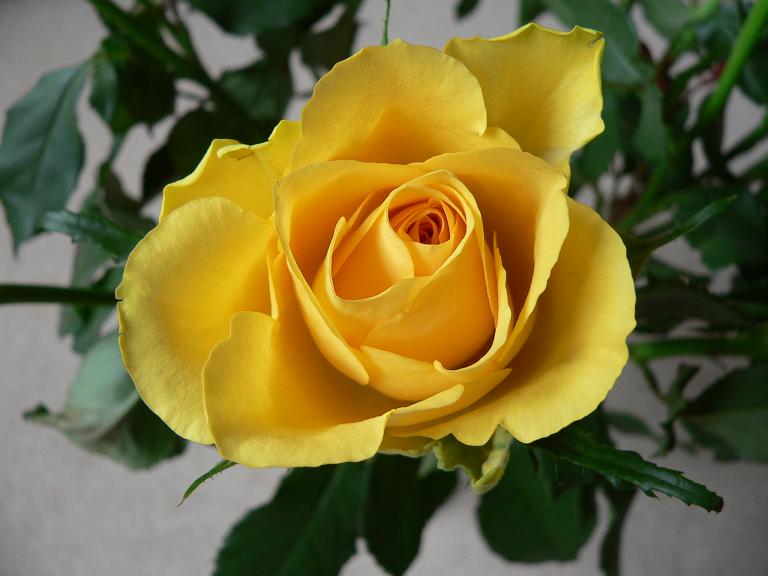 фото "Yellow rose" метки: природа, макро и крупный план, цветы