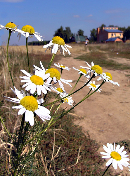 photo "***" tags: landscape, nature, flowers, summer