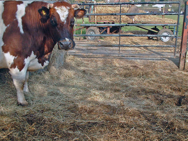 photo "Cow" tags: nature, pets/farm animals