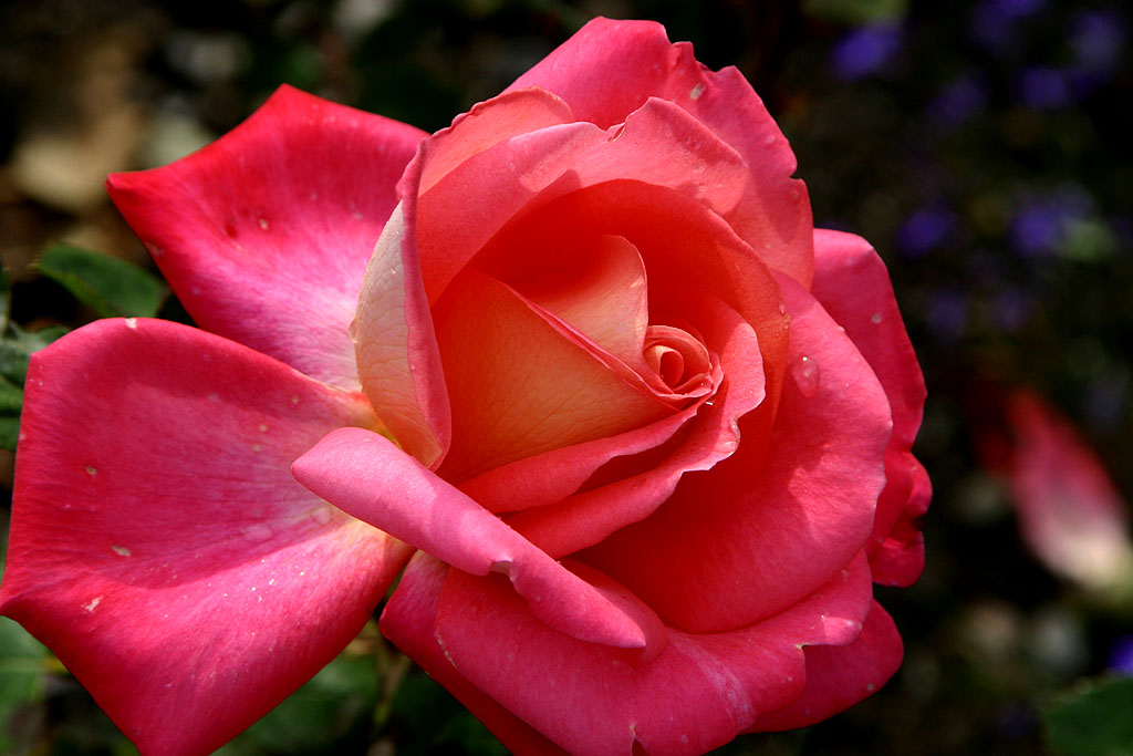 photo "The Tattered Rose" tags: macro and close-up, nature, flowers