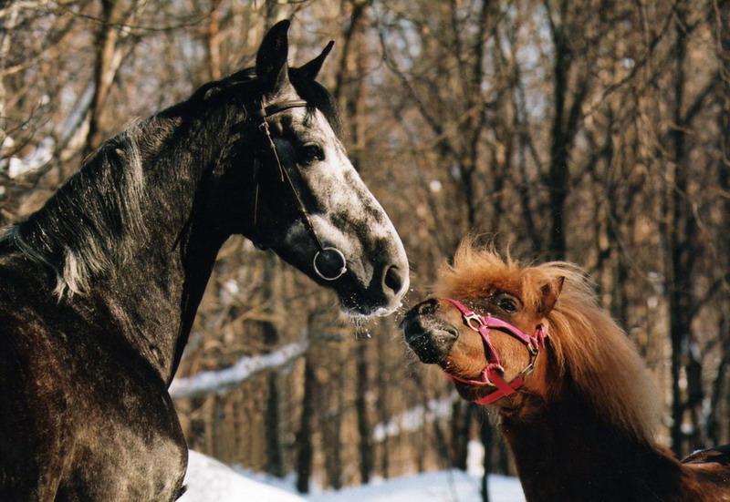 photo "***" tags: nature, genre, pets/farm animals