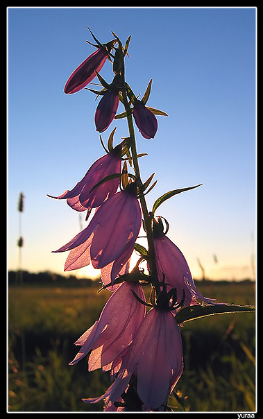 фото "The Bells" метки: природа, цветы