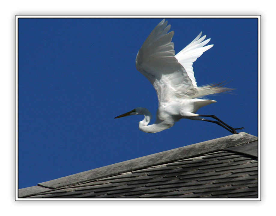 photo "Over the roofs of Babylon" tags: nature, wild animals