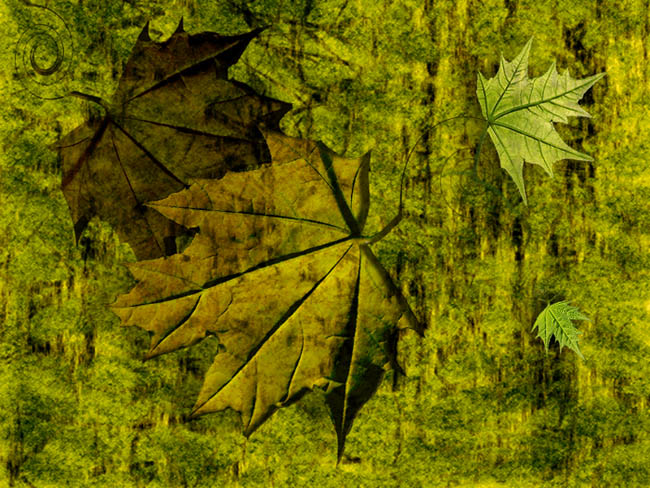 photo "***" tags: montage, nature, 