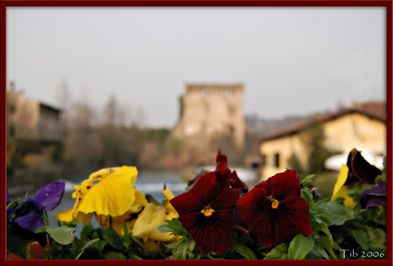 photo "Gemini" tags: landscape, nature, flowers, water
