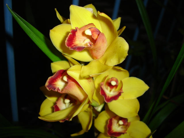 photo "yellow orchids" tags: nature, flowers