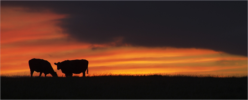 photo "last graze before sunset" tags: nature, landscape, pets/farm animals, sunset