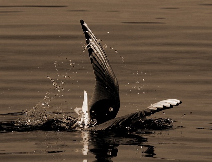 photo "In the water again" tags: nature, wild animals