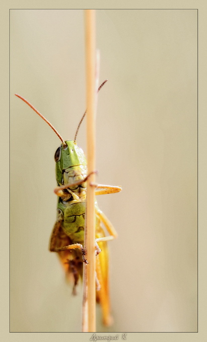 фото "На шесте" метки: макро и крупный план, природа, насекомое