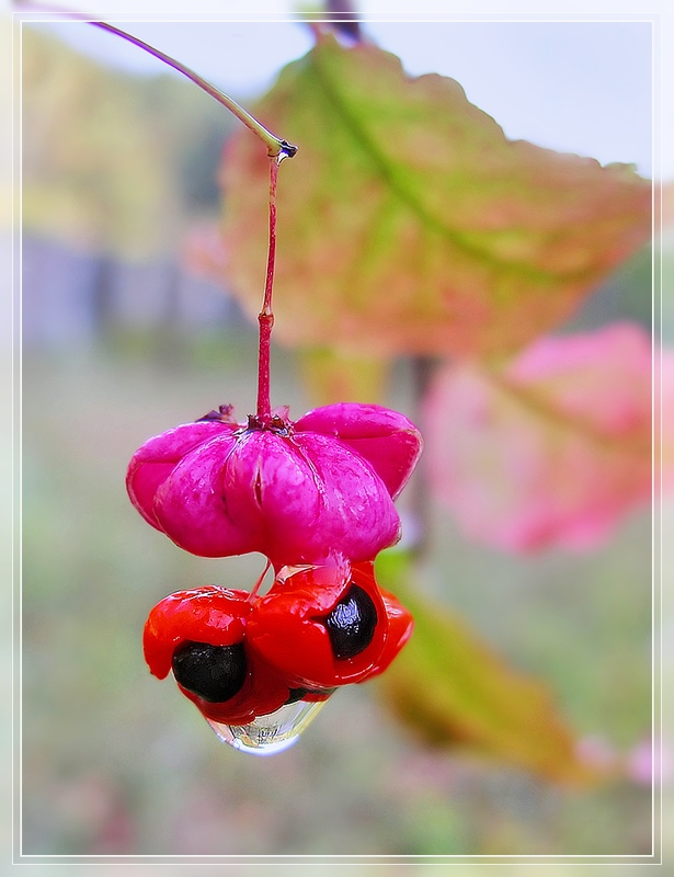 photo "Teardrop." tags: macro and close-up, nature, flowers