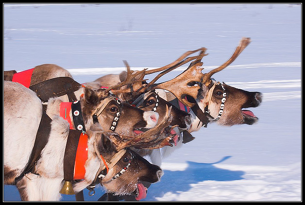 photo "Reindeer Race" tags: sport, nature, pets/farm animals