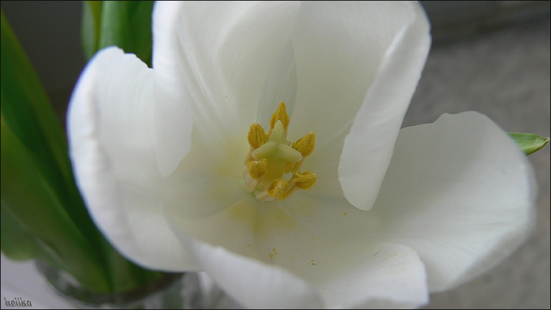photo "***" tags: macro and close-up, 
