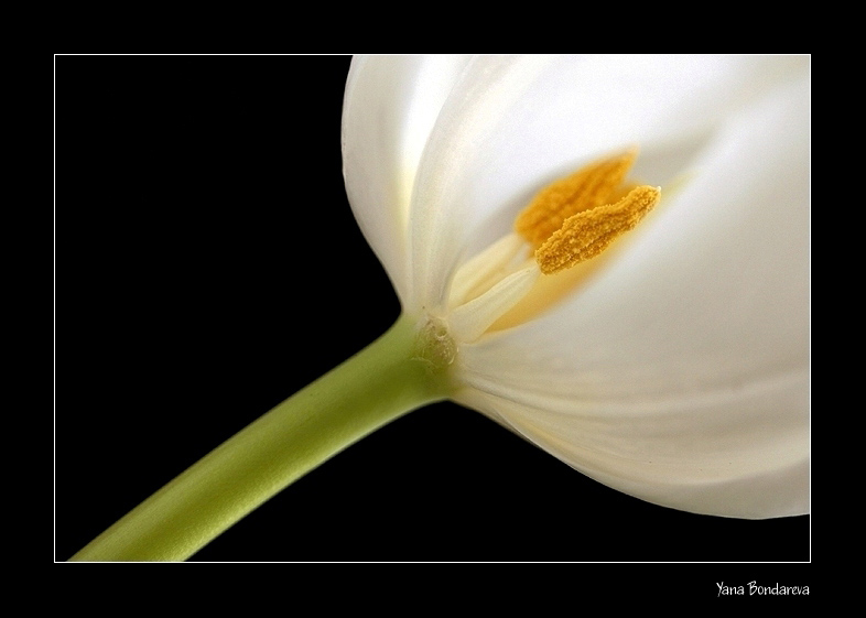 photo "Where light is born" tags: nature, macro and close-up, flowers