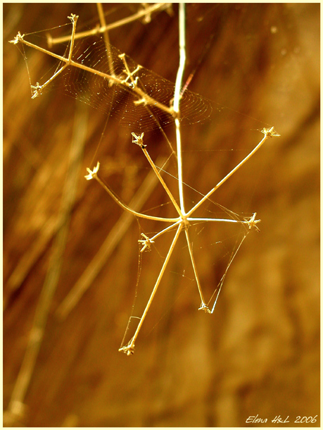 photo "Patterns of desert" tags: nature, macro and close-up, flowers