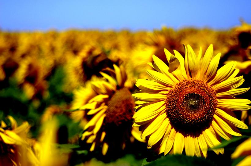 photo "hot field" tags: landscape, summer