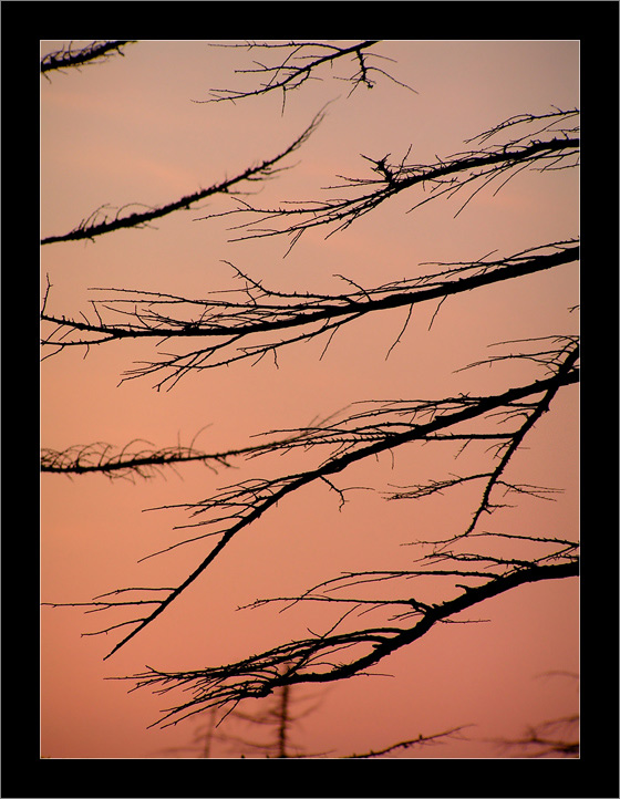 photo "Графика вечернего леса / Graphics of the Evening Forest" tags: landscape, forest, sunset