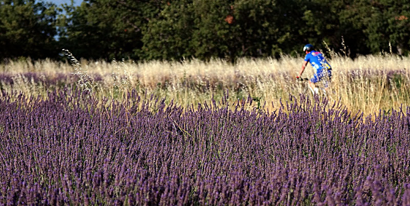 photo "Cyclist in lavenders" tags: landscape, sport, summer