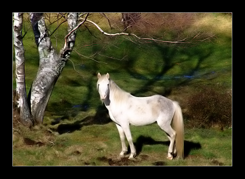 photo "***" tags: nature, wild animals