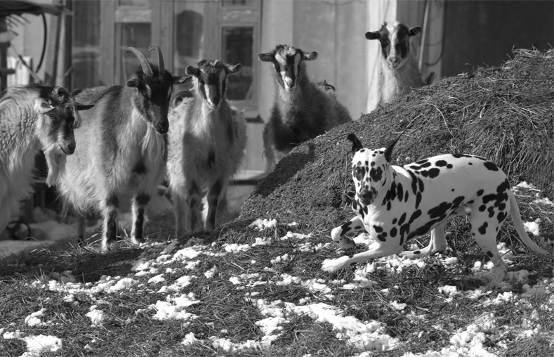 photo "So strange animal" tags: nature, black&white, pets/farm animals