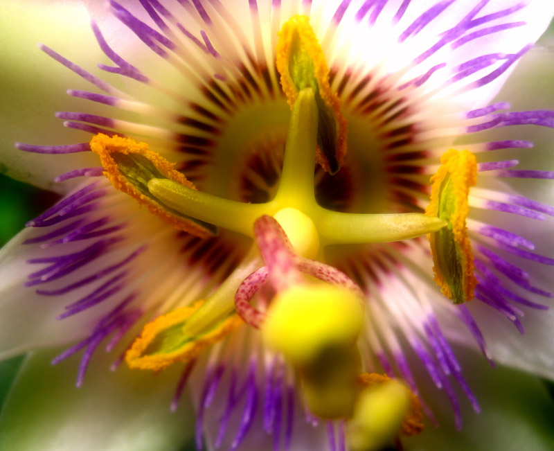 фото "Цветок" метки: макро и крупный план, природа, цветы