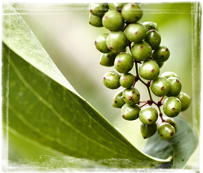 photo "Still green" tags: nature, macro and close-up, flowers