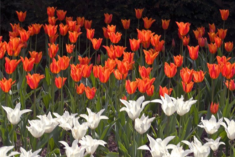 фото "Tulips" метки: природа, цветы