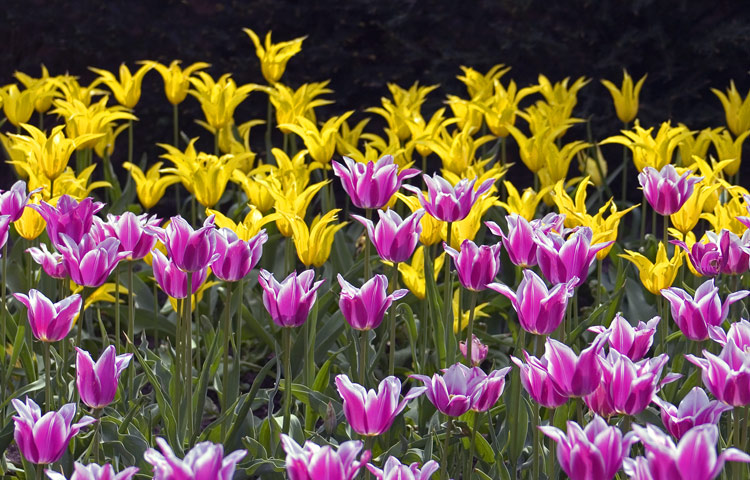 photo "Colors of Spring" tags: nature, flowers
