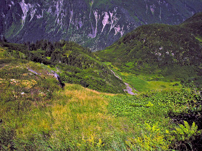 photo "How green is mountain grass." tags: nature, flowers