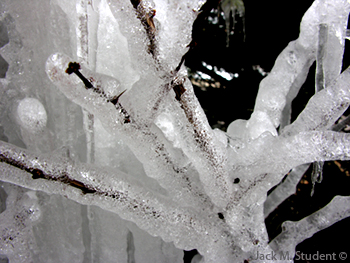 photo "winter ice" tags: nature, flowers