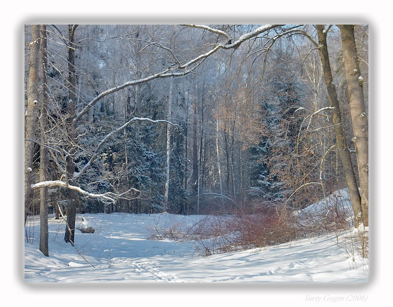 photo "***" tags: landscape, forest, winter