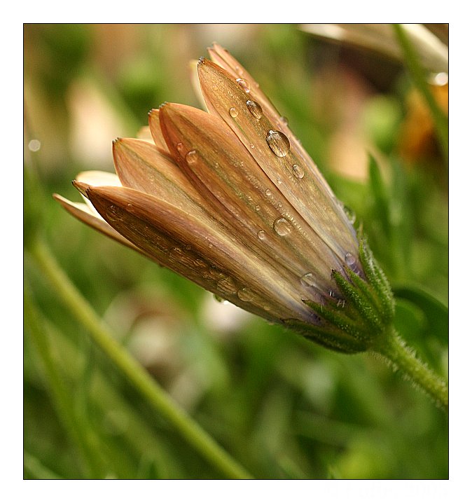 photo "After the rain II" tags: nature, macro and close-up, flowers