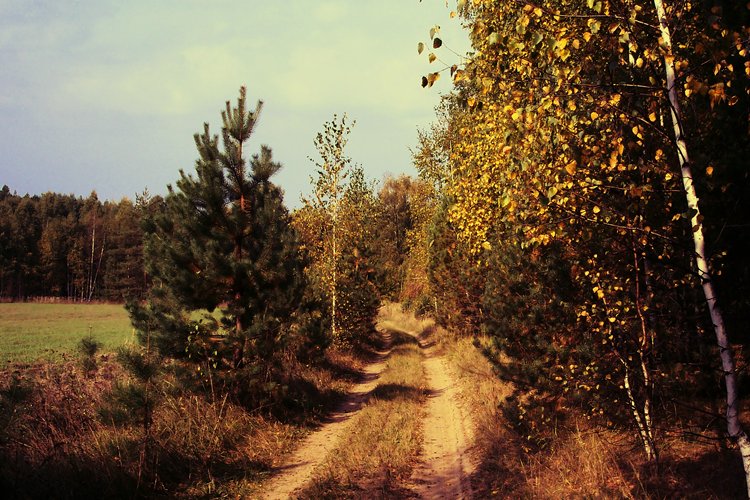 photo "So warm autumn" tags: landscape, autumn, forest