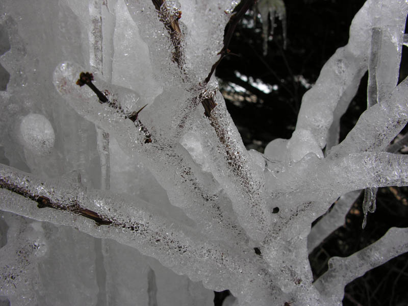 photo "Ice 2" tags: nature, flowers