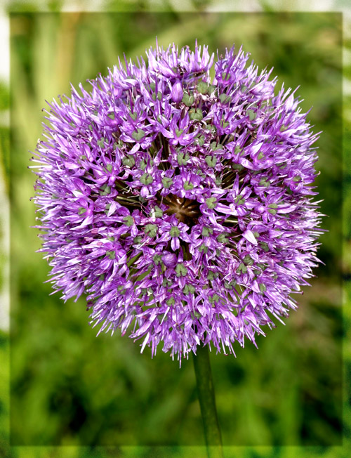 photo "***" tags: nature, flowers