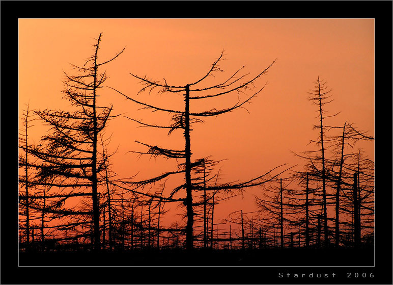 photo "Вечерние силуэты весны / Evening Silhouettes of the Spring" tags: landscape, forest, sunset