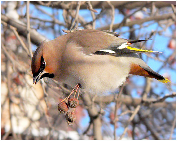 photo "To eat or not to eat? The waxwing" tags: nature, wild animals