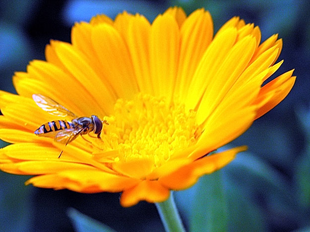 photo "Beauties togather" tags: nature, flowers, insect